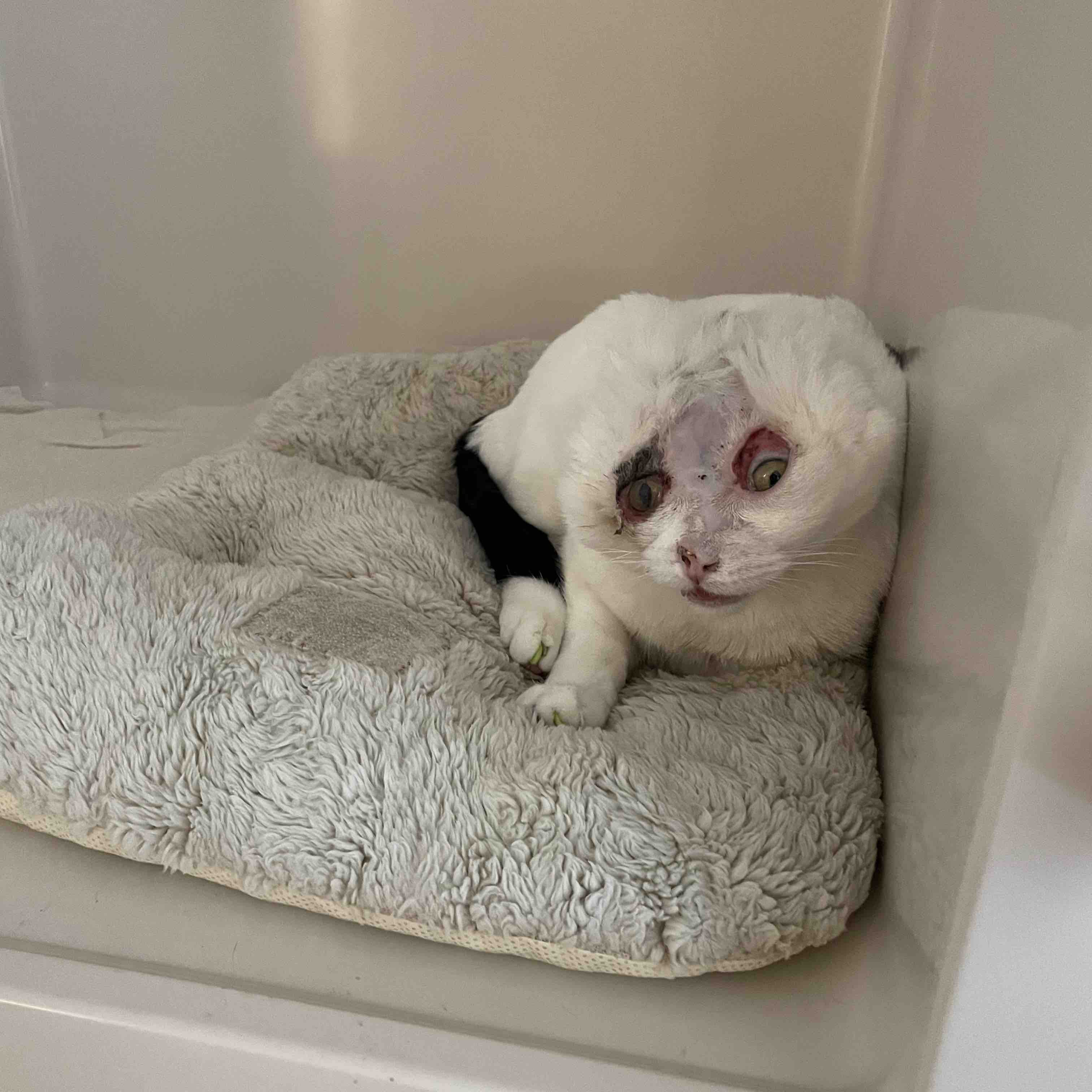 Help Luna & Rusty — Emergency Rescue Sponsorship + Rescue Certificate