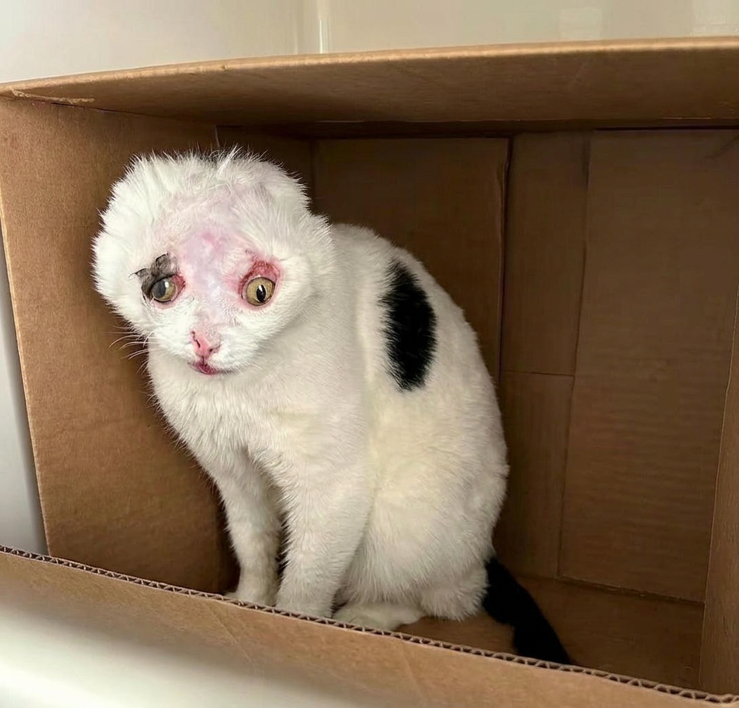 Help Luna & Rusty — Emergency Rescue Sponsorship + Rescue Certificate