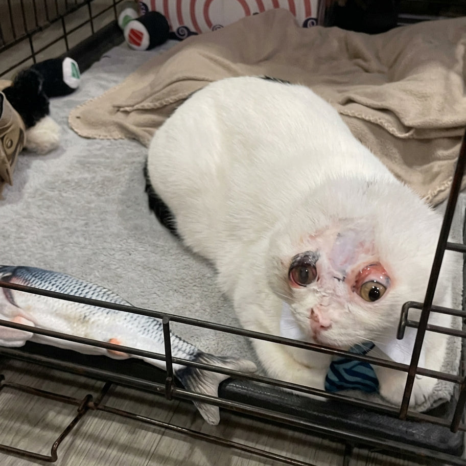 Help Luna & Rusty — Emergency Rescue Sponsorship + Rescue Certificate